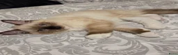 Ragdoll cats for sale: 3 Fluffy boys left  - Advert 11