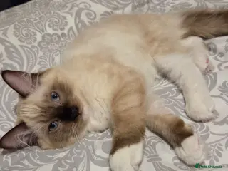 Ragdoll cats 3 Fluffy boys left - Advert 5