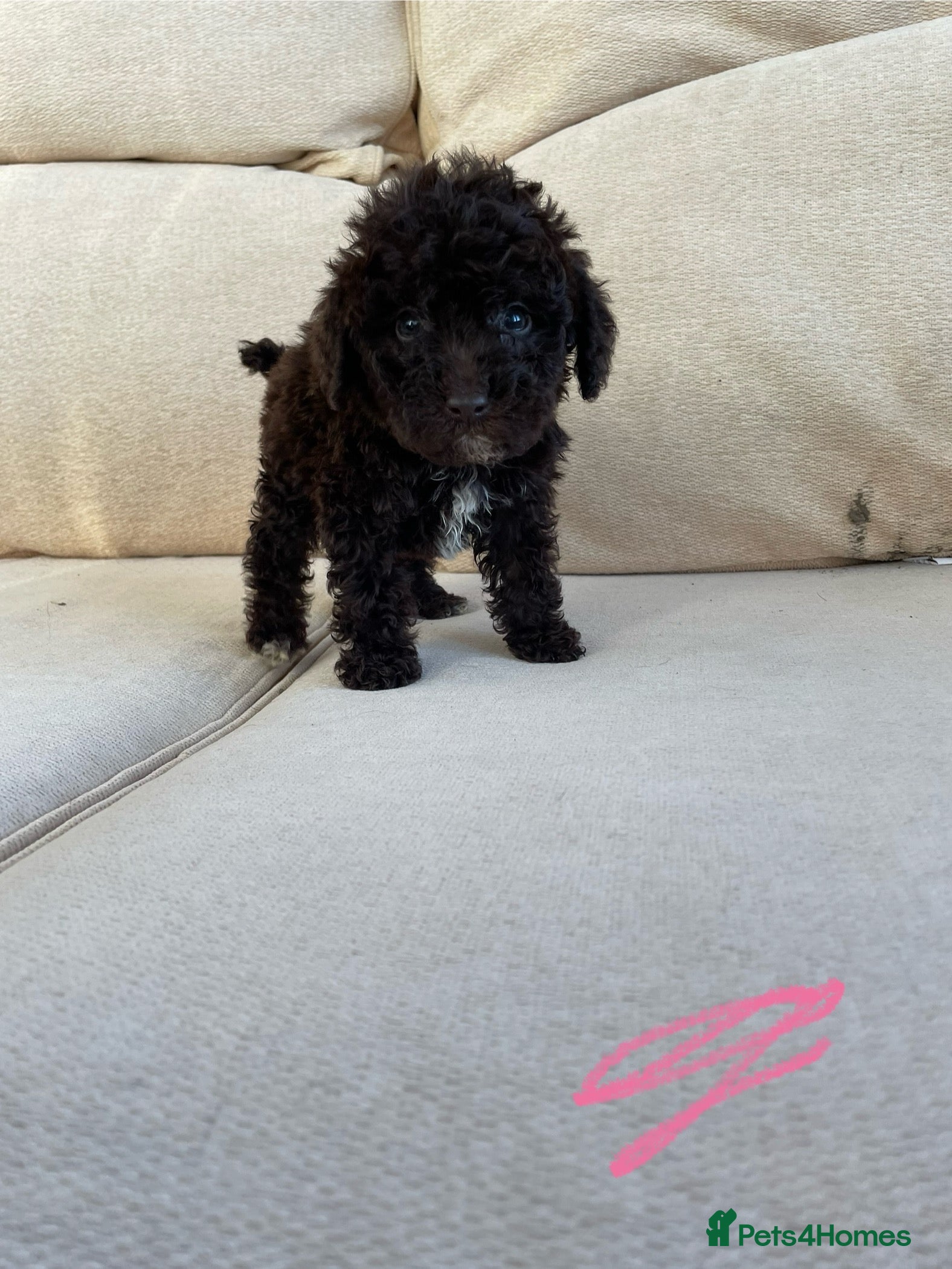 Labradoodle dogs Chocolate miniature labradoodle puppies - Advert 18