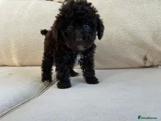 Labradoodle dogs Chocolate miniature labradoodle puppies - Advert 18