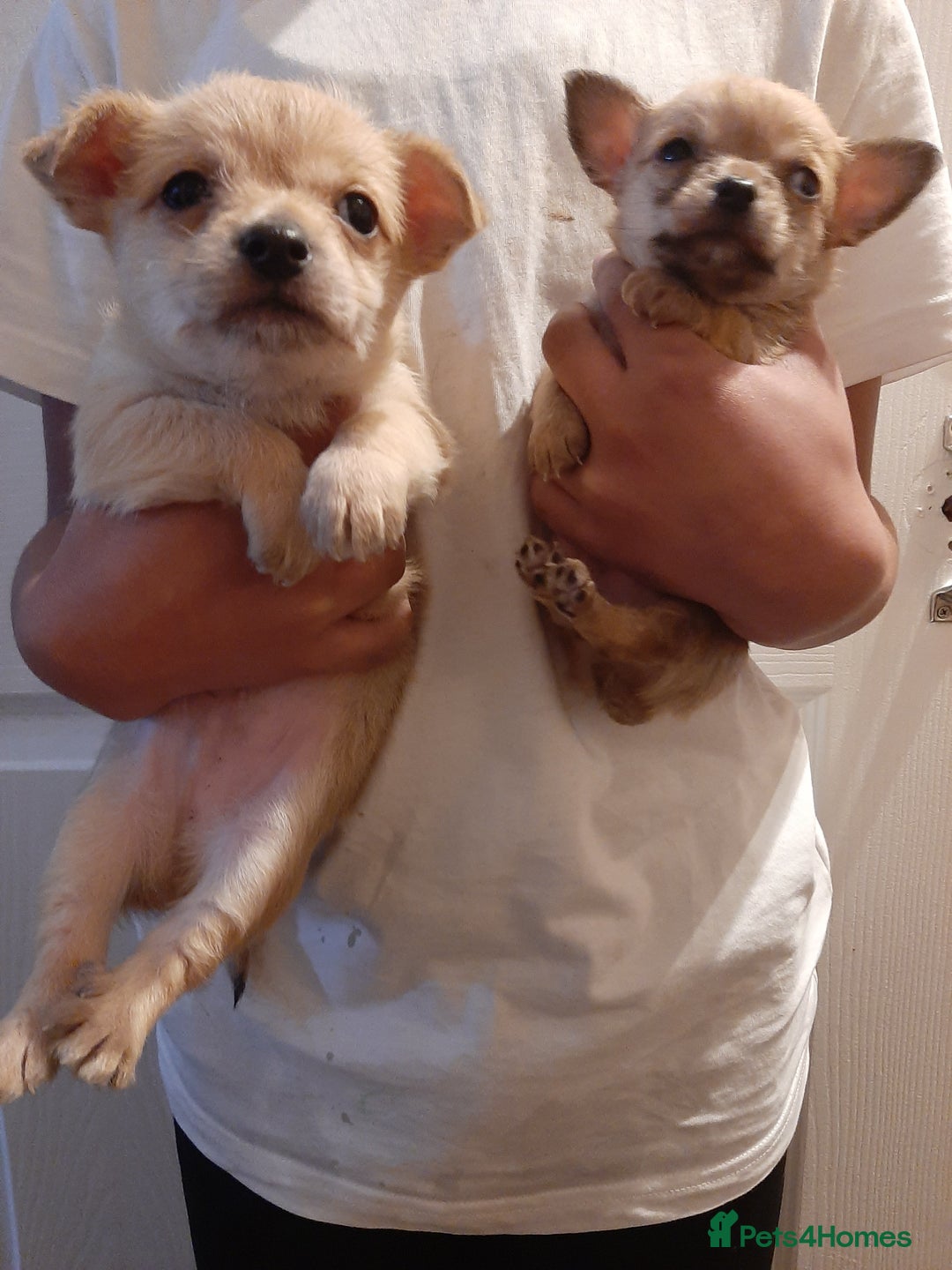 Mixed Breed dogs for sale: Oto. Male chihuahua puppies - Advert 6