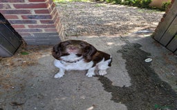 Springador dogs for sale: Beautiful springador puppies - Image 4