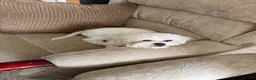 Bichon Frise dogs for sale: Leo - Bichon Frise - Advert 2