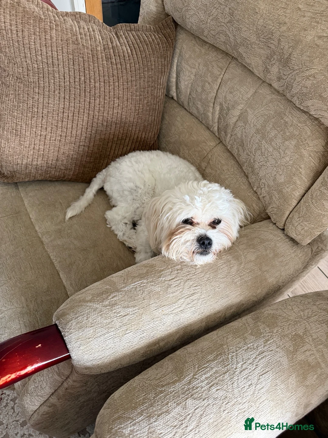 Bichon Frise dogs for sale: Leo - Bichon Frise - Advert 2