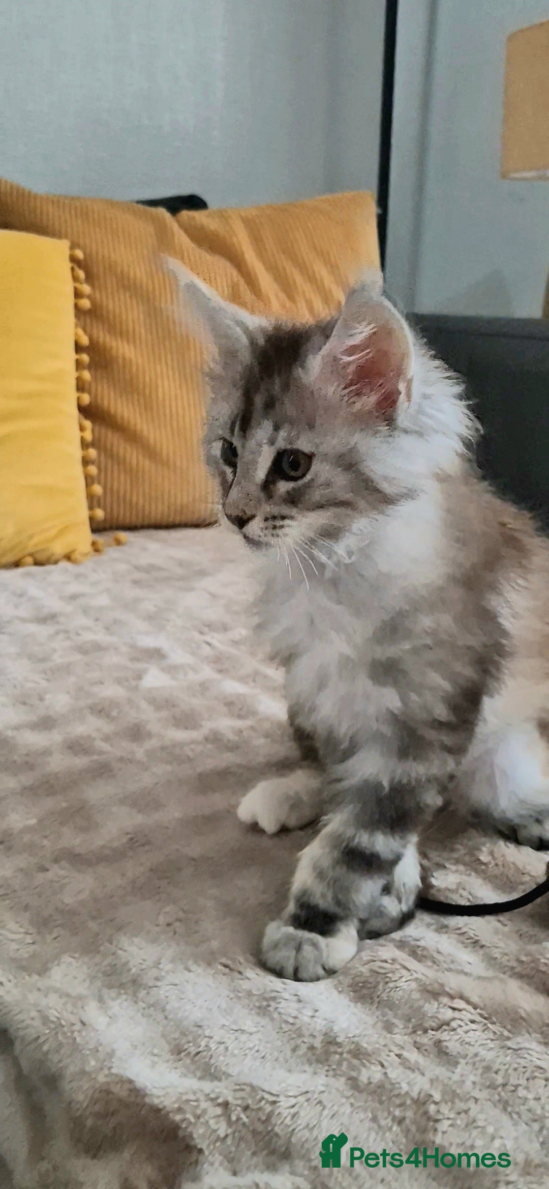Maine Coon cats for sale: Last  full Maine coone girl . - Image 3