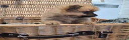 Pomeranian dogs for sale: Pomerainian pups for sale - Advert 7