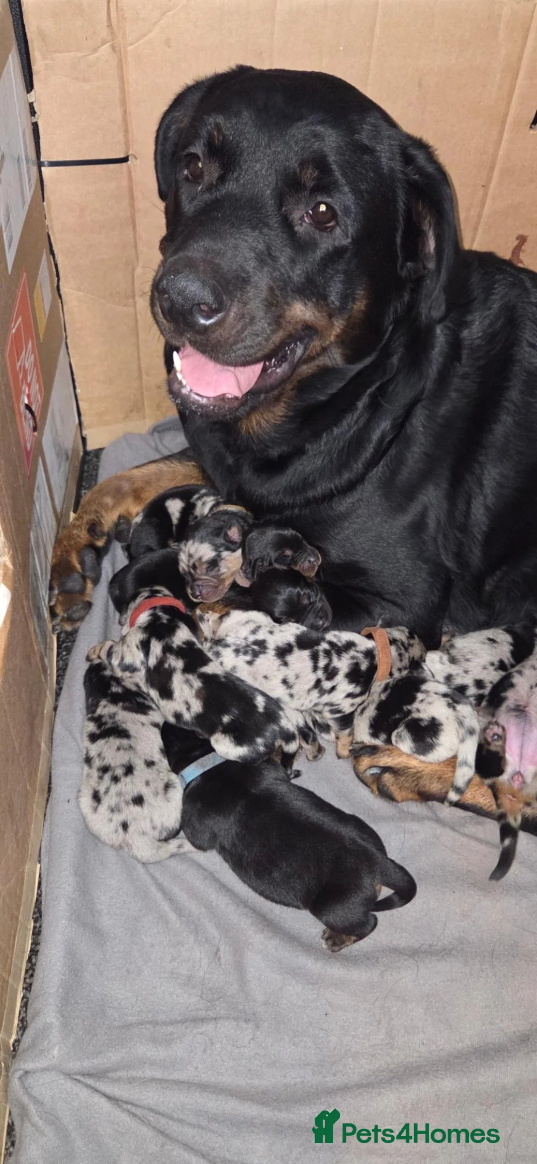 Mixed Breed dogs for sale: Dashweiler Puppies.!♡  - Advert 11