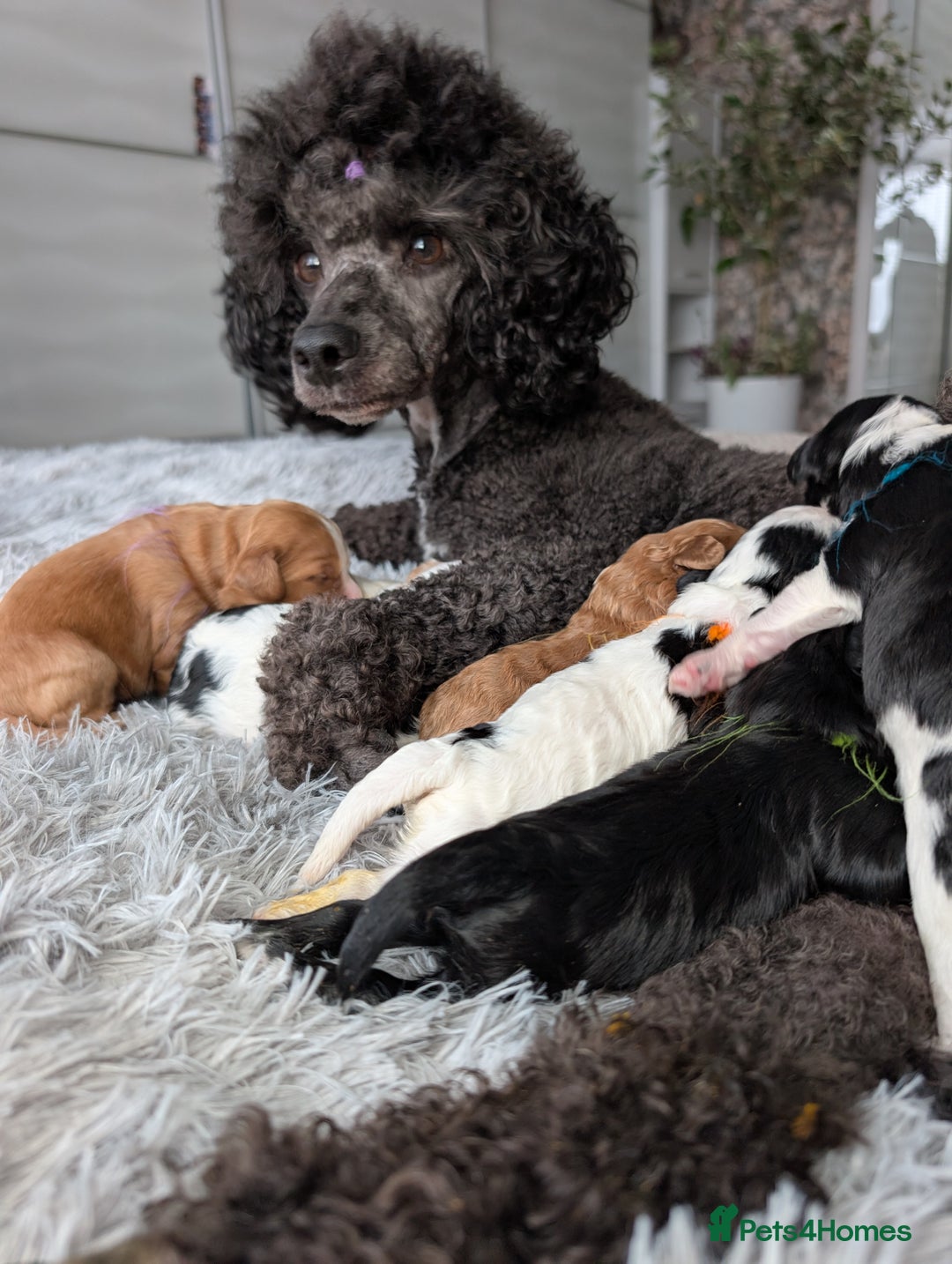 Toy Poodle dogs for sale: 🖤CAVAPOO BABIES🖤TESTED PARENTS! - Advert 7