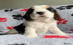 Cocker Spaniel dogs for sale: Show Cocker Puppies (KC Reg, AMS, PRA & FN CLEAR) - Image 31