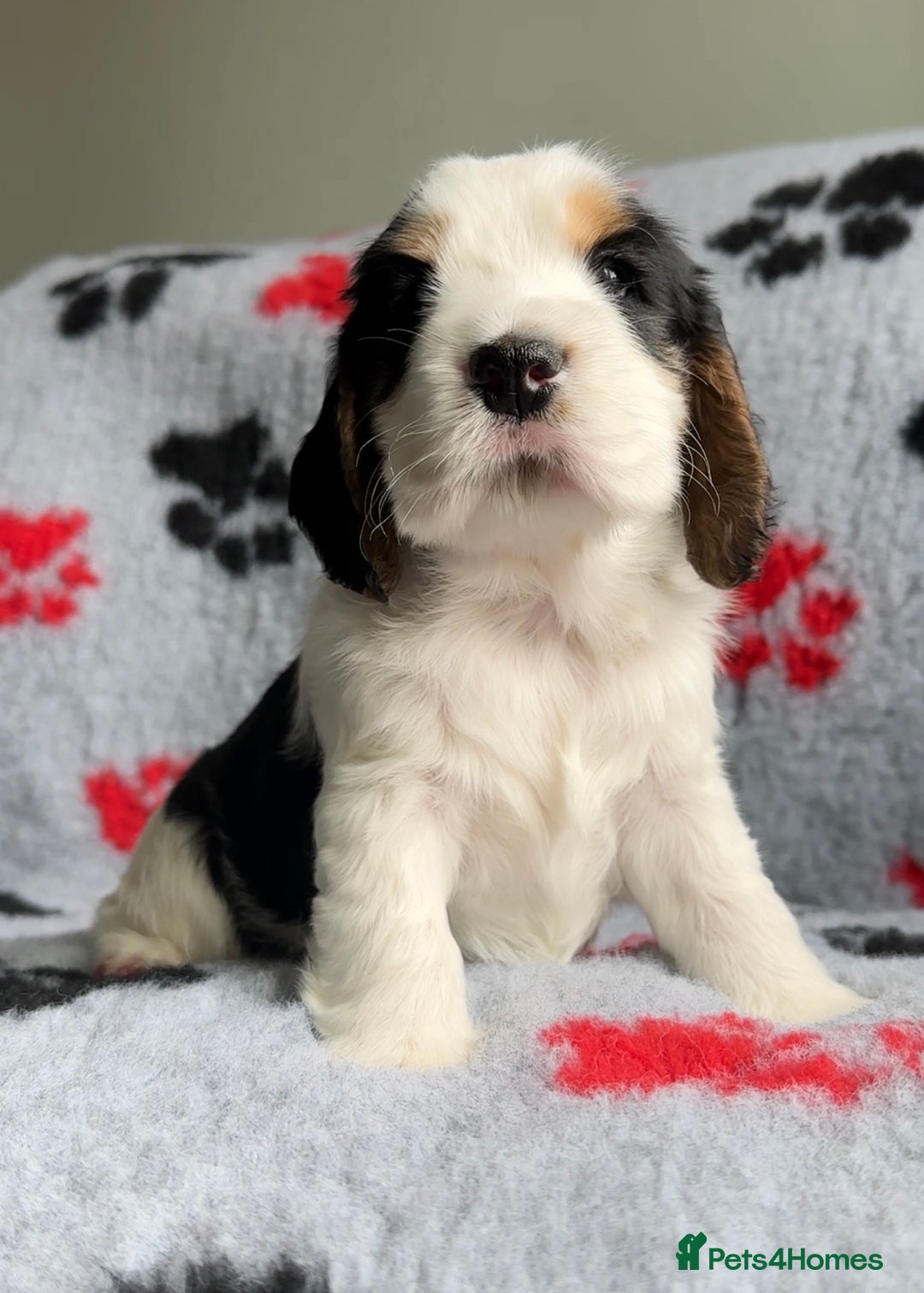 Cocker Spaniel dogs for sale: Show Cocker Puppies (KC Reg, AMS, PRA & FN CLEAR) - Image 31