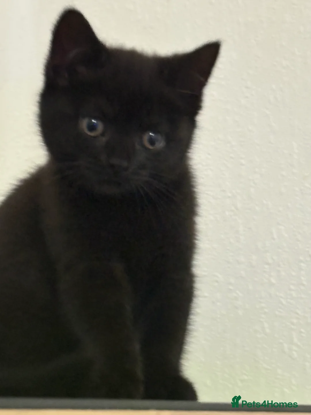 British Shorthair cats for sale: British shorthair kittens  - Advert 2