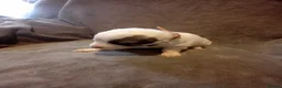 Pyrenean Mountain Dog dogs for sale: 7 beautiful pyrenean puppies  in Spalding - Advert 15