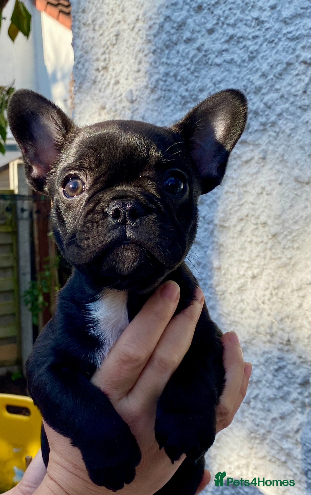 French Bulldog dogs for sale: KC reg pure French Bulldog puppies - Image 17