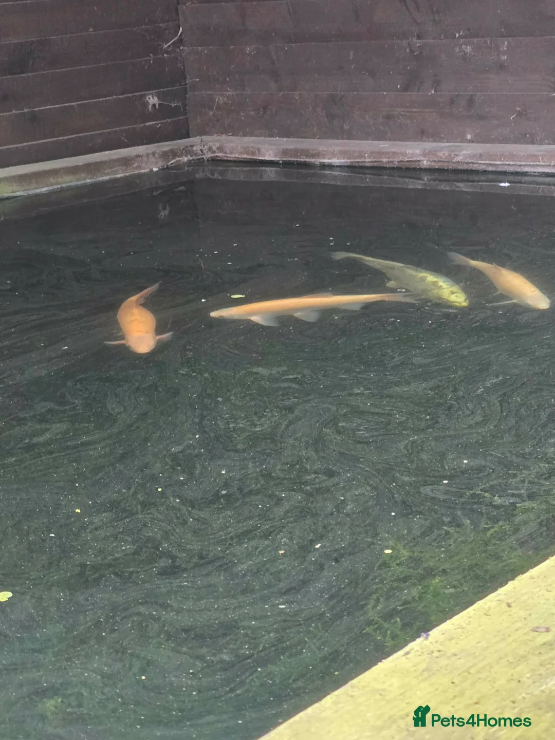 Koi Carp fish for sale: Koi fish in Newcastle upon Tyne - Advert 1