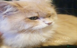 British Longhair cats for sale: Sweet Blue golden copper tipped Longhair boy  - Image 4