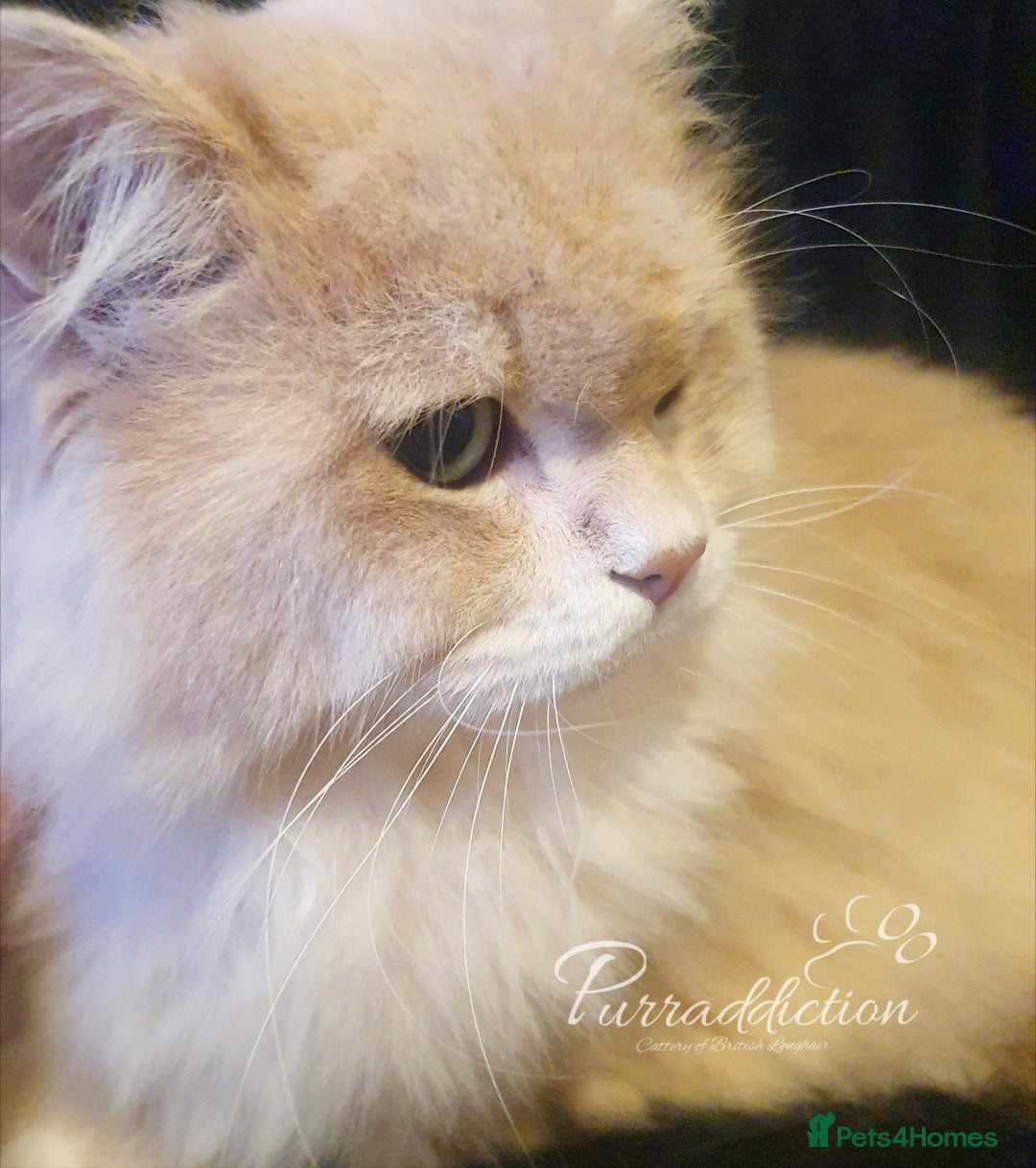 British Longhair cats for sale: Sweet Blue golden copper tipped Longhair boy  - Image 4