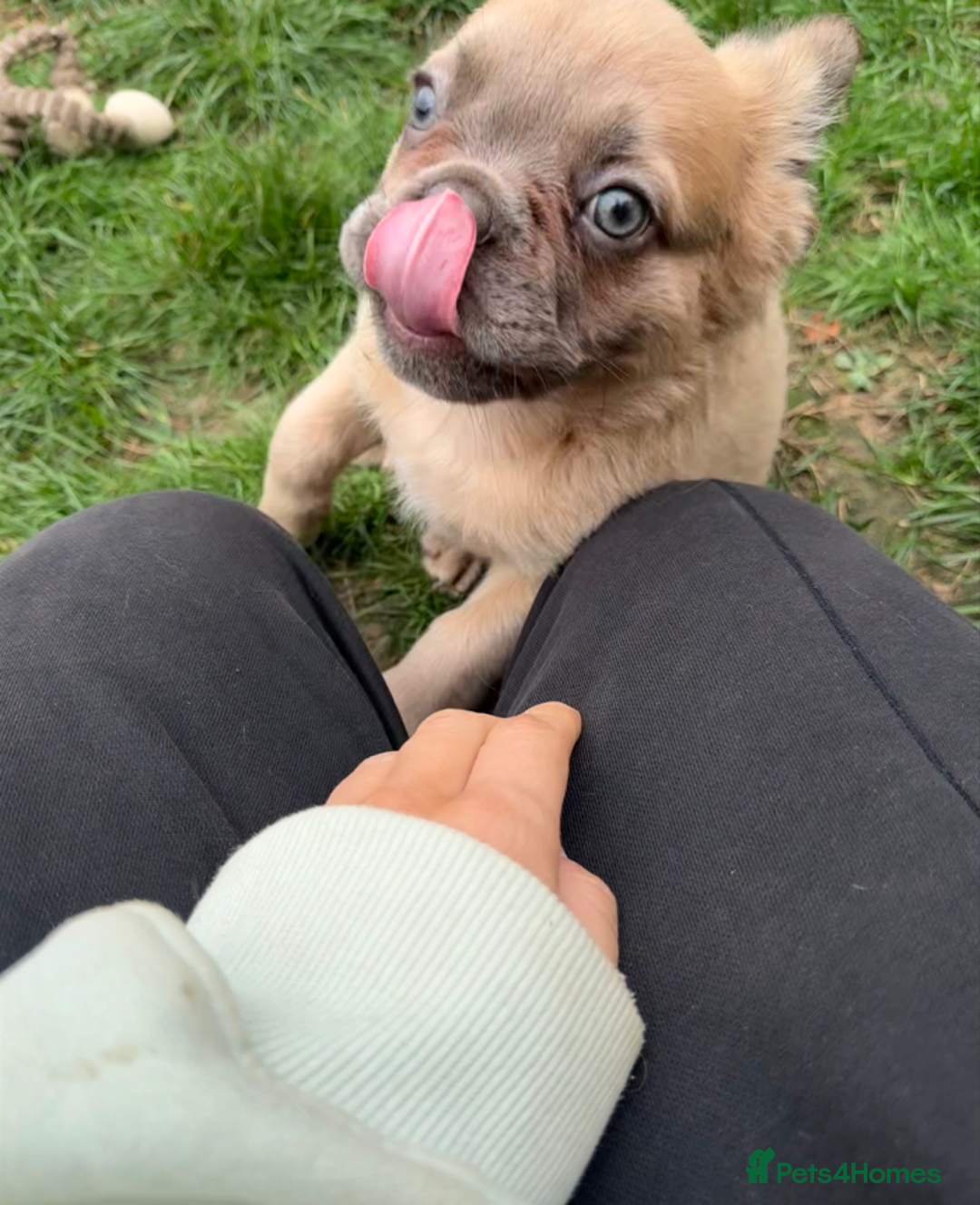 French Bulldog dogs for sale: REDUCED Last Pup! Quality Fluffy 🦁 - READY 🏠 - Advert 6