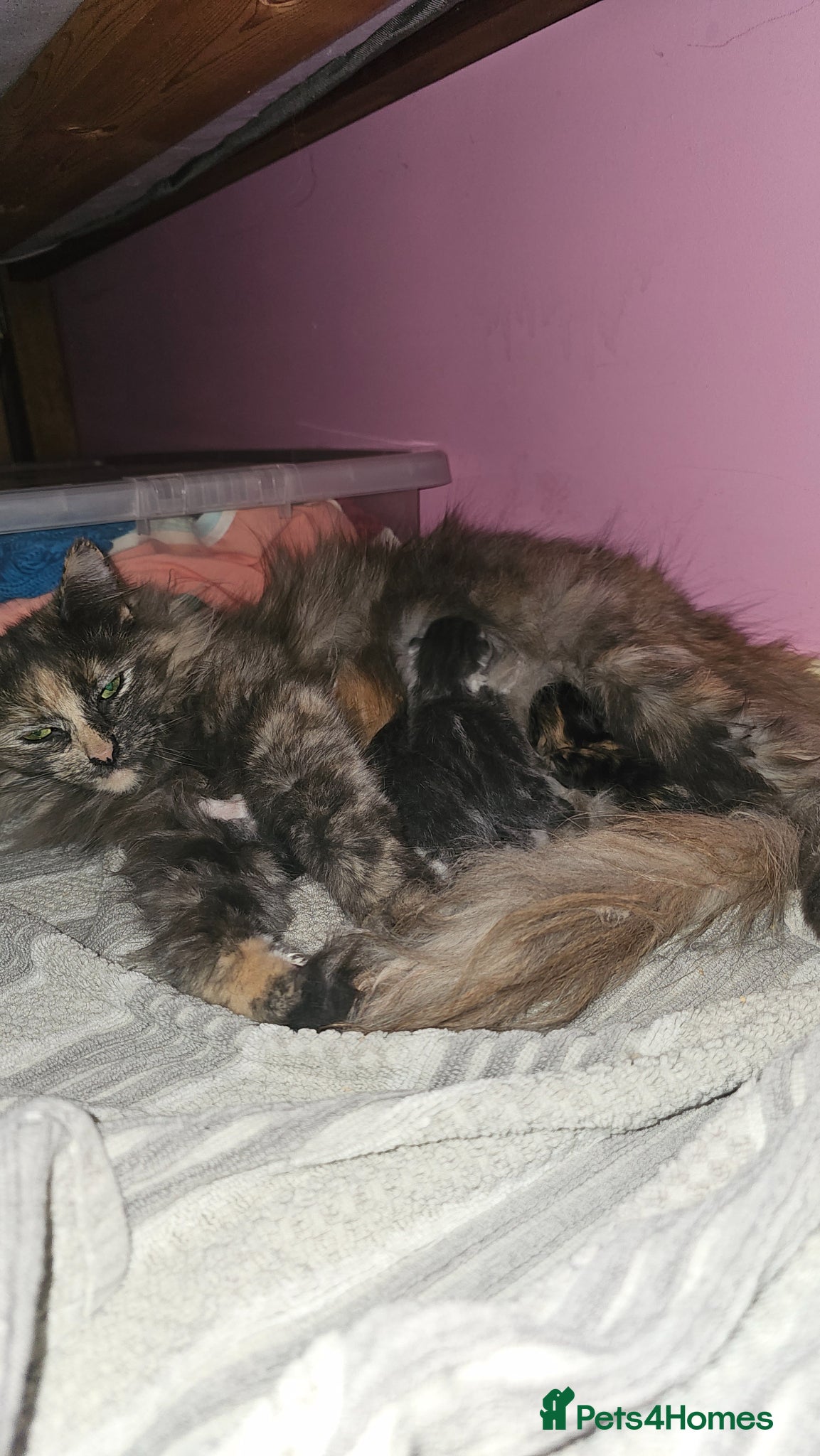 Ragdoll cats Ragdoll cross  - Advert 2