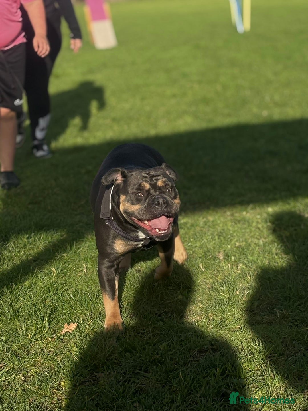 Olde English Bulldogge dogs for sale: Dolly - Advert 4