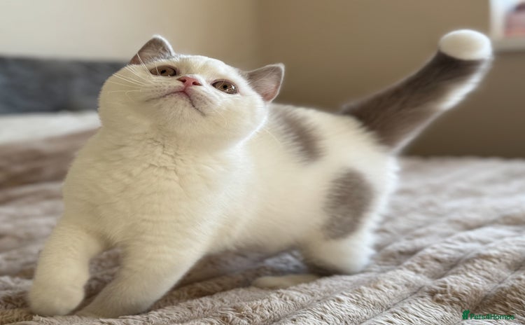 British Shorthair cats - Advert 15