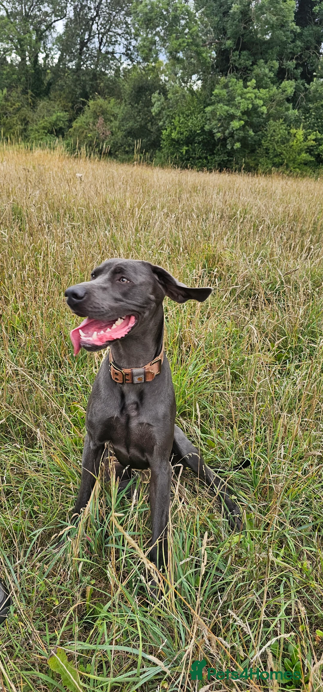Weimaraner dogs for stud: GUNNER FOR STUD - Advert 5