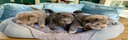 Shar Pei dogs for sale: Bear Coat Shar Pei puppies - Advert 1