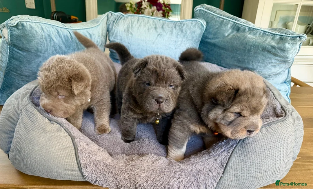 Shar Pei dogs for sale: Bear Coat Shar Pei puppies - Advert 1