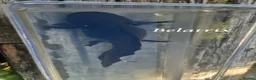 Axolotl reptiles for sale: Adult axolotls needing new waters - Advert 5
