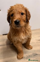 Golden Retriever dogs - Advert 1