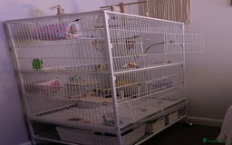 Lovebirds birds for sale: Blue Opaline female lovebird - Image 5