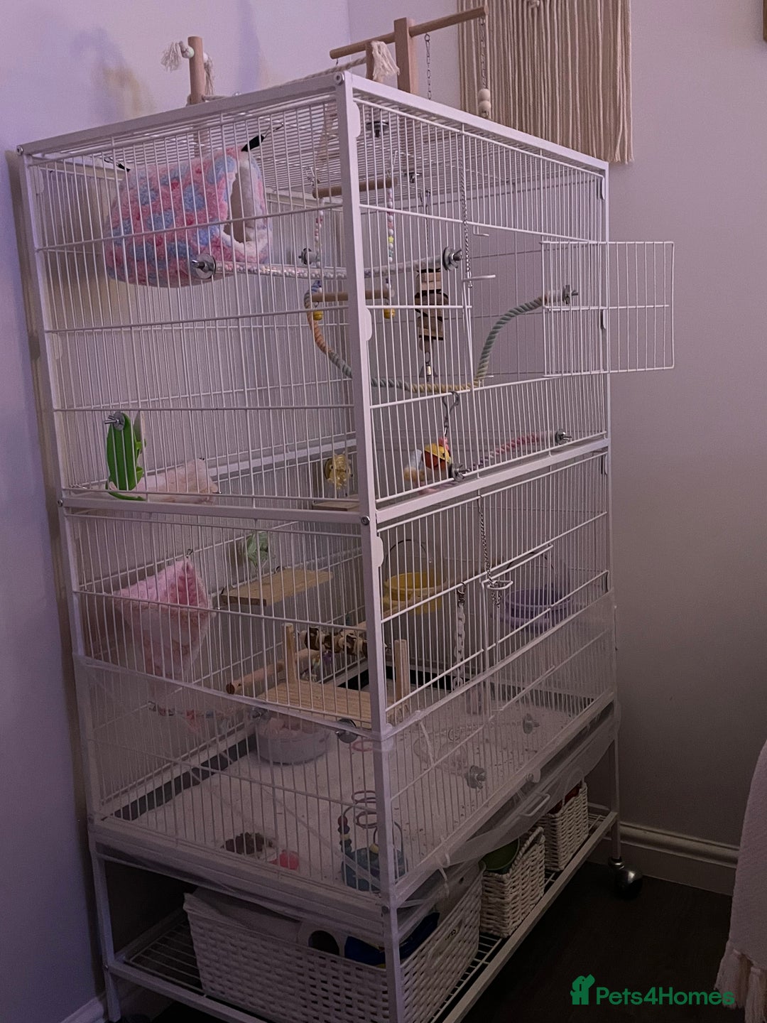 Lovebirds birds for sale: Blue Opaline female lovebird - Image 5