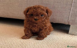 Maltipoo dogs for sale: Beautiful Maltipoo Toy Puppies - Image 2