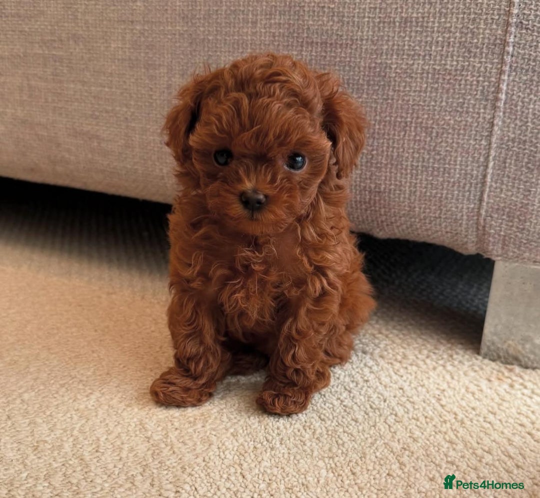 Maltipoo dogs for sale: Beautiful Maltipoo Toy Puppies - Image 2