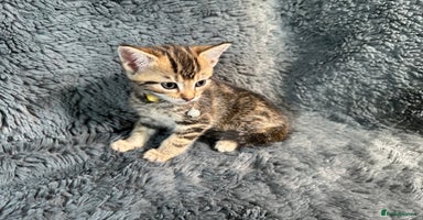 Mixed Breed cats - Advert 4