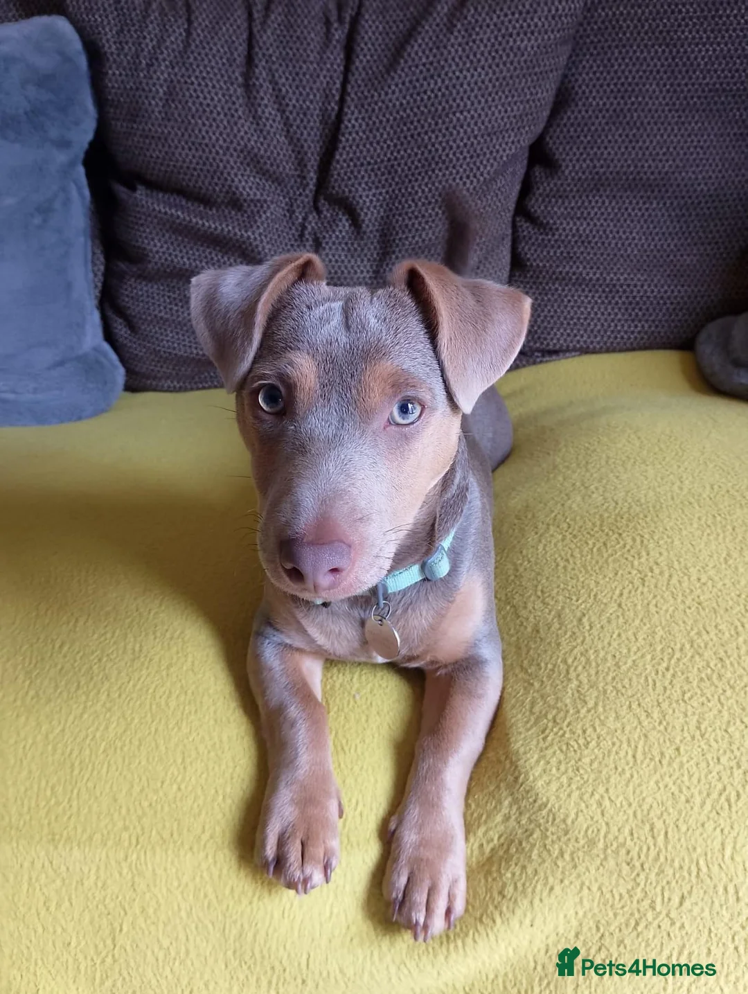 Jack Russell dogs for stud: DONJACKS RANGER - imported lilac & tan stud dog in Doncaster - Advert 22