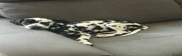 Dalmatian dogs for sale: 13 weeks old female Dalmatian puppy  in Gloucester - Advert 2