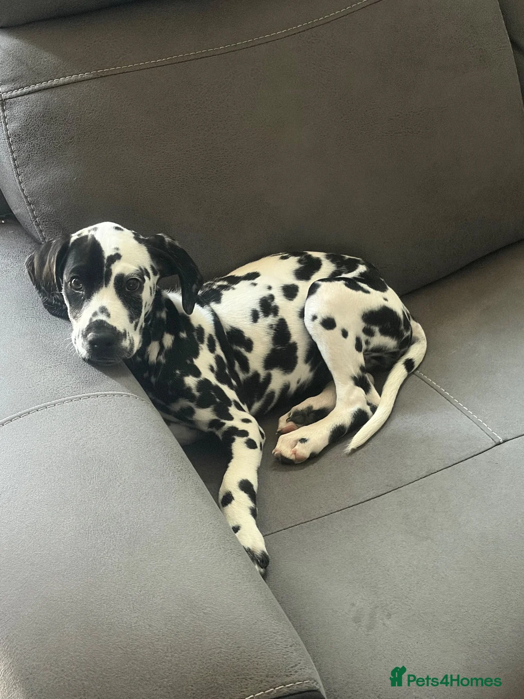 Dalmatian dogs for sale: 13 weeks old female Dalmatian puppy  in Gloucester - Advert 2