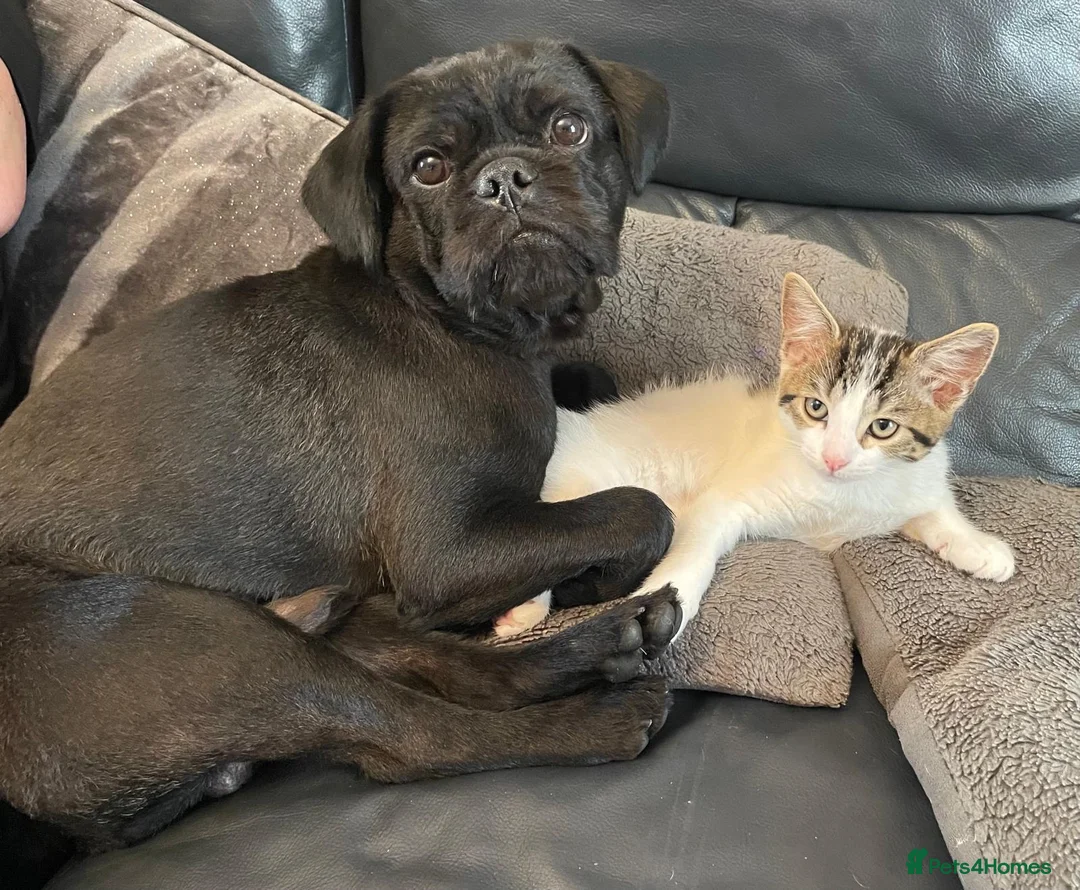 Mixed Breed dogs for sale: Rejoining my dog  - Advert 2