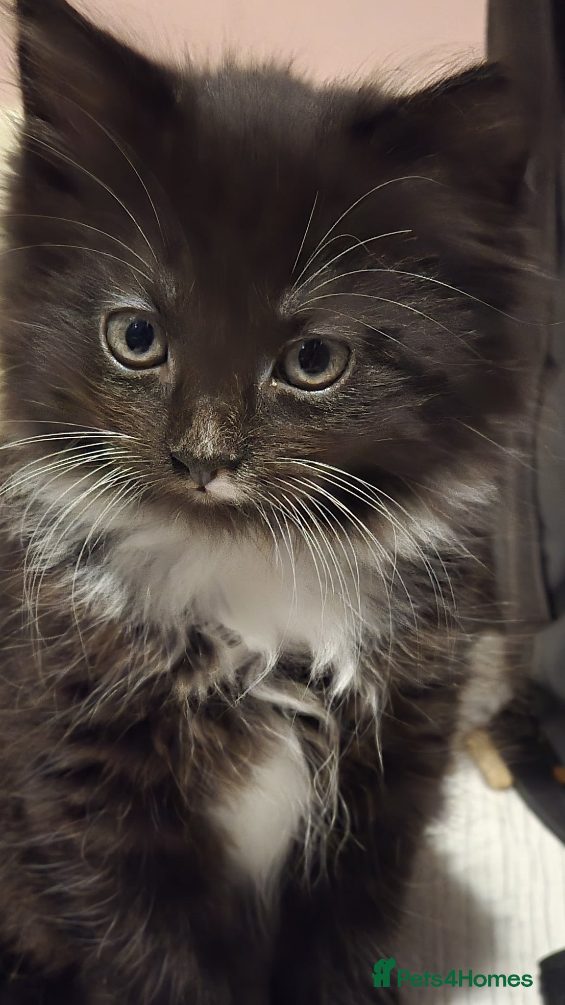 Mixed Breed cats 1 male mixed breed Tuxedo kitten - Advert 12