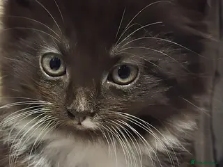 Mixed Breed cats 1 male mixed breed Tuxedo kitten - Advert 12