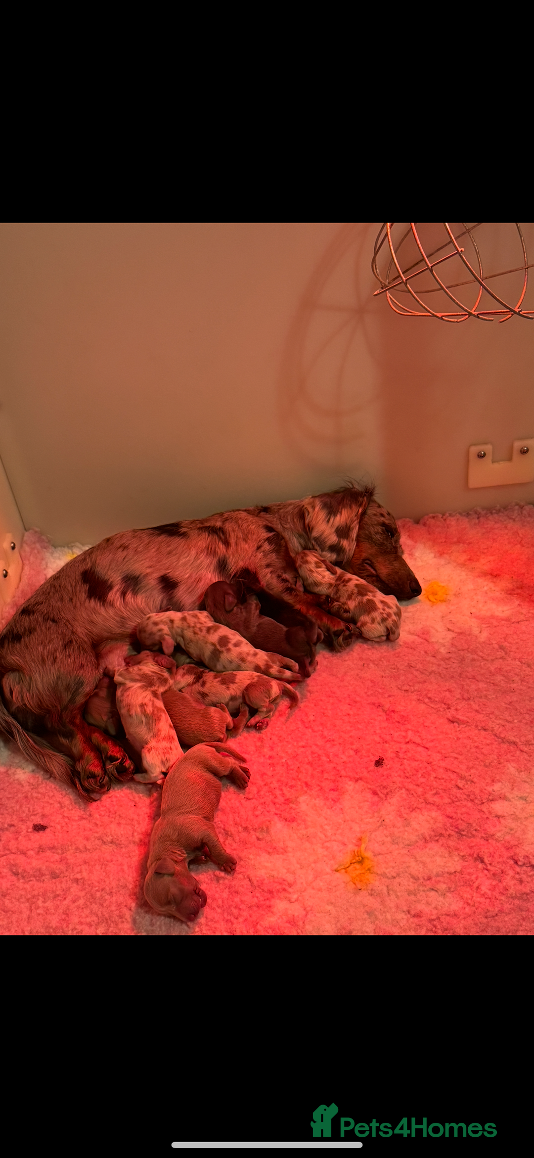 Miniature Dachshund dogs for sale: Miniature dachshund - Image 20