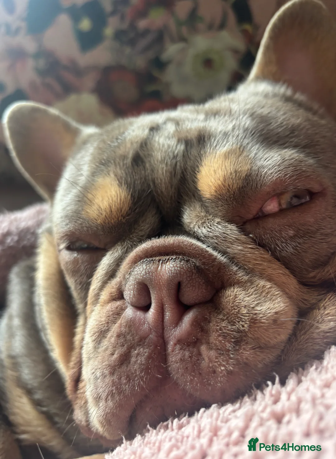 French Bulldog dogs for sale: French bulldogs pink and fluffy carriers - Advert 2