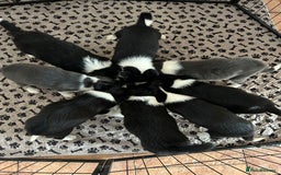 Border Collie dogs for sale: Border collie puppies - Image 8