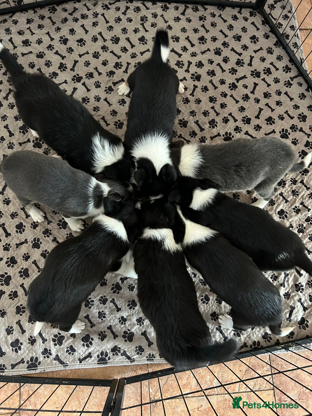 Border Collie dogs for sale: Border collie puppies - Image 8