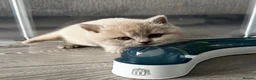 British Shorthair cats for sale: Beautiful British Shorthair Kittens - Advert 17