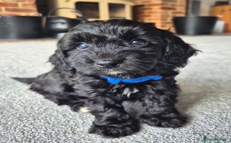 Cockapoo dogs - Advert 3