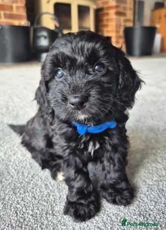 Cockapoo dogs - Advert 3