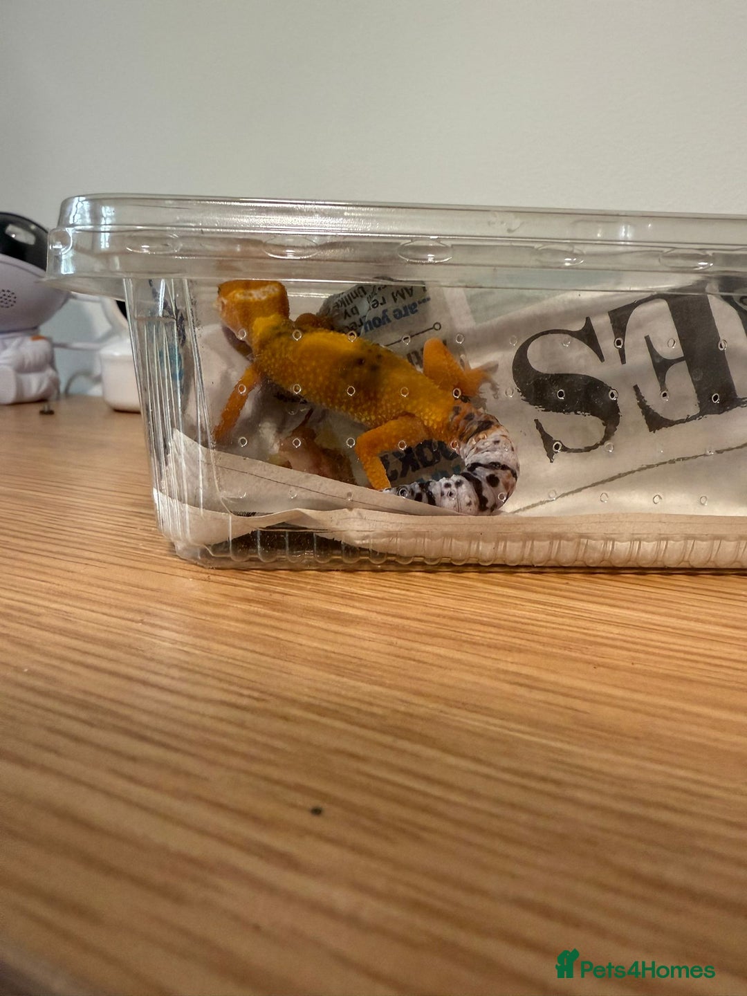 Leopard Gecko reptiles for sale: Tangerine leopard gecko - Advert 3