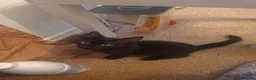 Mixed Breed cats for sale: Approx 4 month old Female kitten  in Dunfermline - Advert 4