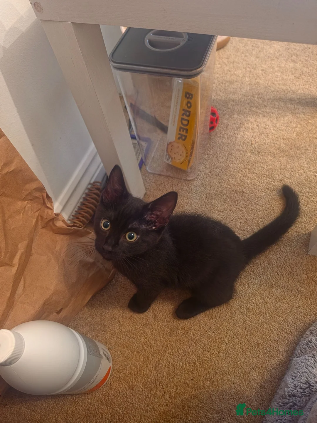Mixed Breed cats for sale: Approx 4 month old Female kitten  in Dunfermline - Advert 4